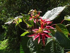 Euphorbia pulcherrima