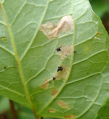 Bedellia somnulentella