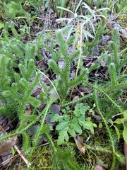 Sceptridium oneidense