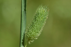 Phleum