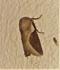 Prolimacodes badia