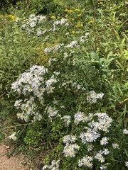 Symphyotrichum firmum