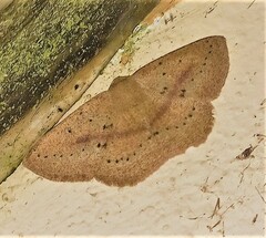 Sabulodes colombiata