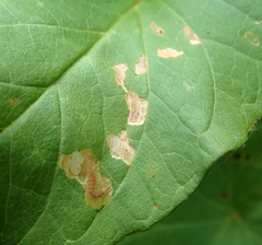 Bedellia somnulentella