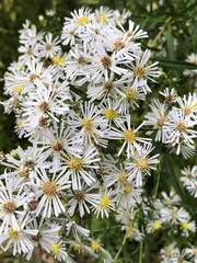 Symphyotrichum firmum