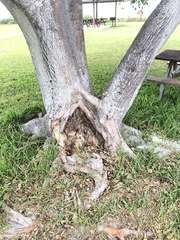 Ficus citrifolia