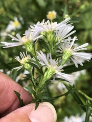 Symphyotrichum firmum