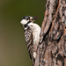 Red-cockaded Woodpecker - Photo (c) Greg Lasley, some rights reserved (CC BY-NC), uploaded by Greg Lasley