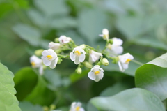 Cardiospermum halicacabum