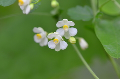 Cardiospermum halicacabum