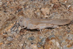 Sphingonotus caerulans