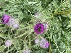 Cirsium edule