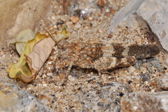Oedipoda germanica