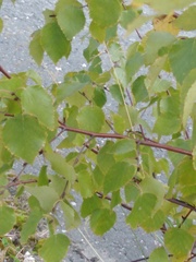 Betula pubescens