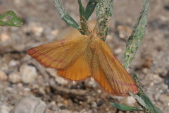 Lythria purpuraria