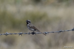 Amphispiza bilineata