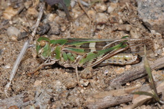 Oedaleus decorus