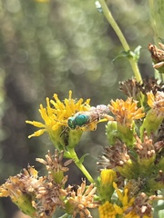 Agapostemon melliventris