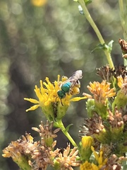 Agapostemon melliventris