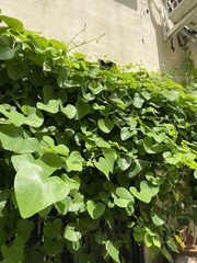 Battus polydamas