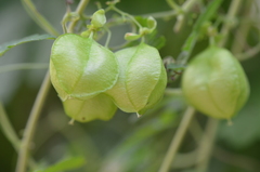 Cardiospermum halicacabum