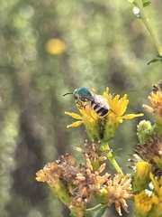 Agapostemon melliventris