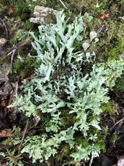 Cladonia turgida
