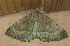 Larentia clavaria
