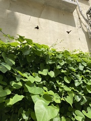 Battus polydamas