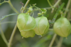 Cardiospermum halicacabum
