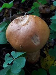 Cortinarius vulpinus