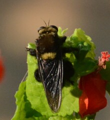 Mallophora leschenaulti