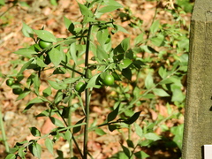 Ruscus aculeatus