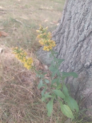 Solidago hispida