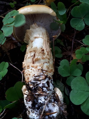 Cortinarius vulpinus