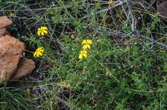 Osteospermum rigidum