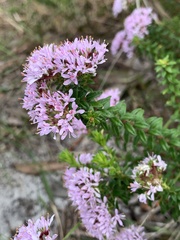 Agathosma ciliaris