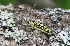 Saperda scalaris