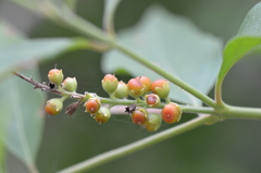 Citharexylum berlandieri