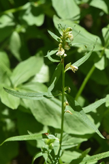 Pedicularis