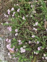 Agathosma ciliaris