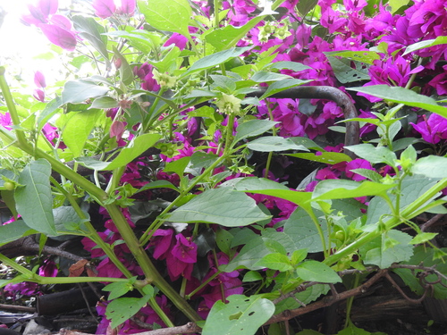Image of Jaltomata procumbens by (c) Oscar Alejandro Morales Juárez, some rights reserved (CC BY-SA)