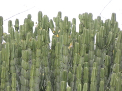 Euphorbia ingens