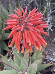 Aloe comptonii