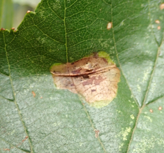 Phyllonorycter stettinensis