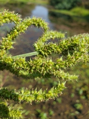 Echinochloa colona