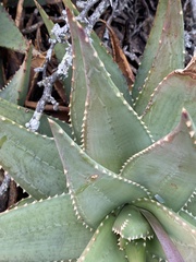 Aloe comptonii