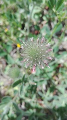 Trifolium cherleri