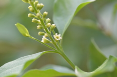 Citharexylum berlandieri