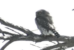 Glaucidium gnoma